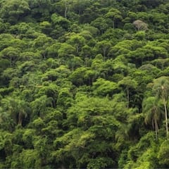 El asterioide que puso fin a los dinosaurios también dio origen a la selva amazónica