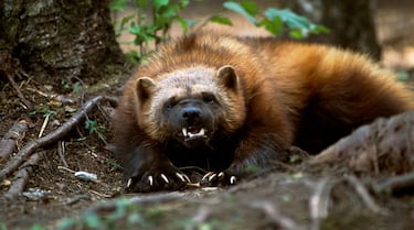 Meet the tiny yet savage creature that Marvel’s Wolverine takes his name from