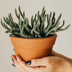 Sanseviera: la planta que la NASA propone para las casas