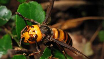 ¿Qué se sabe de la llegada del avispón asiático a Colombia?