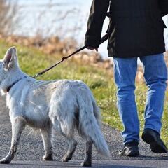 Los lugares de España donde pueden multarte si tu perro orina en la calle y no lo limpias