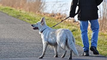 Los lugares de Espa?a donde pueden multarte si tu perro orina en la calle y no lo limpias