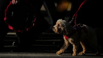 Clay Luthy was hired by a Texas store... alongside his service dog.
