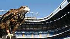 Las aves realizan sus vuelos sobe el césped en una misión disuasoria que viene dando buenos resultados. Ulises y Bompa funcionan.