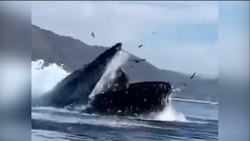 El momento exacto en el que una ballena casi se traga a dos mujeres en California