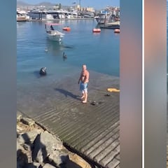 Se encuentra a un león marino de 300 kilos en la playa y lo que hace no cabe en ninguna cabeza racional