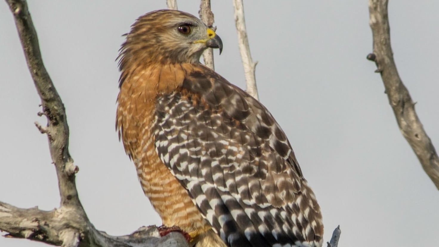 The rarest bird of prey: “eats cockatoos for breakfast”