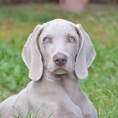 Las razas de perros más elegantes: ¿cuáles son y en qué habilidades destacan?