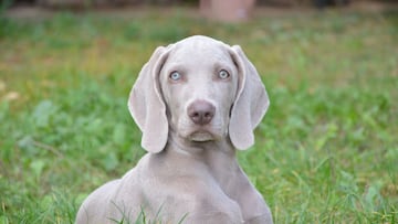 Las razas de perros más elegantes: ¿cuáles son y en qué habilidades destacan?