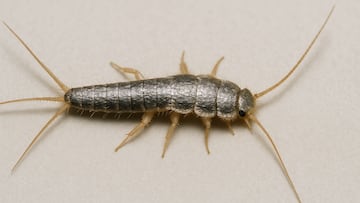 Silverfish are nocturnal insects normally found outdoors but could equally cause havoc in your house. Here’s how to prevent that from happening.