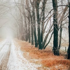 Los mejores neumáticos de invierno para este 2019