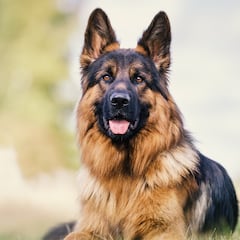 Ni Rottweiler ni Bulldog francés: estas son las razas de perro favoritas entre los españoles