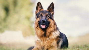 Famoso por ser un ?perro de una sola persona?, el pastor alem¨¢n establece un v¨ªnculo fuerte, afectuoso y estrecho con su cuidador.