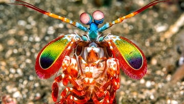 From black-and-white vision to ultraviolet detection, discover how animals perceive colors and use them in surprising ways.