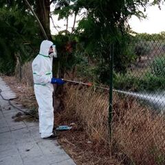 El virus del Nilo avanza de manera preocupante y entra en Sevilla capital