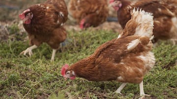 El ‘aliado’ de Mercadona que va a revolucionar una de las regiones españolas más olvidadas a partir de 2026