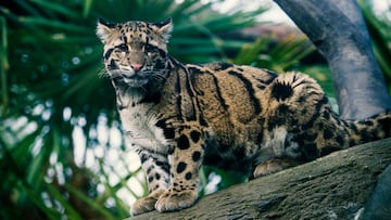 clouded leopard--neofelis nebulosa