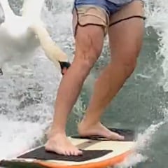 Un cisne ataca a un wakesurfista