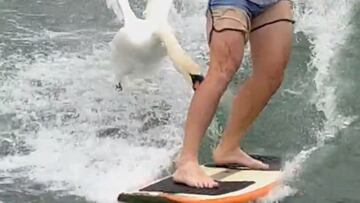 Un cisne ataca a los pies de un wakesurfista en Austin (Texas, Estados Unidos) en abril del 2022.