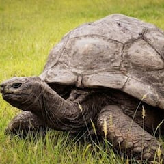 El animal terrestre con más edad del mundo: tiene 190 años