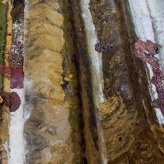 Centenares de visones sacrificados en Dinamarca aparecen fuera de sus tumbas