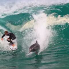 El vídeo de acción del día: un delfín le roba una ola a un surfista
