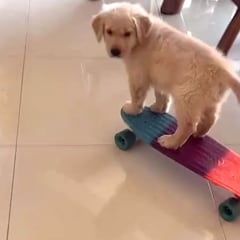 El Golden Retriever ciego que ha emocionado al mundo entero al encontrar a su dueño: “No hay nada igual”