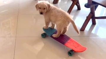 Golden retriever patinando un penny skateboard.