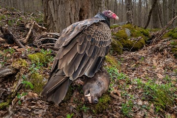 Categoría: Comportamiento de las aves. GANADOR DEL PREMIO DE ORO.
A principios de marzo de 2023, unos excursionistas descubrieron los restos de un oso negro americano junto a un caudaloso arroyo de montaña en Virginia Occidental. El fotógrafo instaló una cámara trampa DSLR que tomó imágenes de todos los animales que fueron a investigar y carroñear al oso durante seis meses. A medida que el clima se calentó en primavera, este buitre de pavo se convirtió en un visitante frecuente.