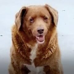 Récord Guinness: el perro más viejo del mundo tiene 30 años