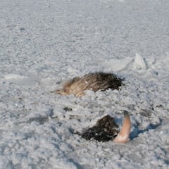 Alaska se enfrenta a un “icemageddon”