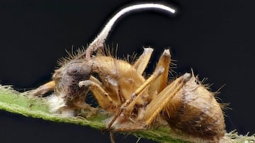 99-million-year-old ‘Last of Us’ zombie fungi discovered