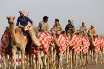 Se celebró en Dubai la Al Marmoom Heritage Festival, un acontecimiento que promueve el deporte tradicional de la carrera de camellos en la región. Los participantes lo hacen a través de un jinete robótico con control remoto. 