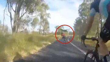 Un canguro se cruza y choca salvajemente con un ciclista