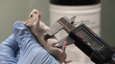 Así puede ayudarnos la manipulación genética de animales a entender el origen de las especies