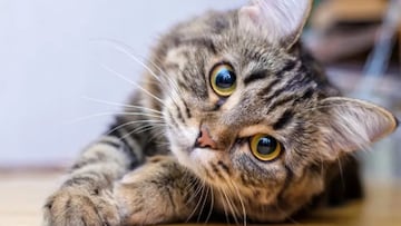 El Día Internacional del Gato se festeja el 8 de agosto del 2025 en México, pero... ¿sabías qué? esta fecha se celebra tres veces al año, aquí te contamos.