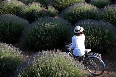 La lavanda es un potente calmante tras hacer deporte