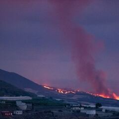 Las abejas crean un búnker para sobrevivir al volcán