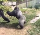 Brutal pelea entre dos gorilas en un zoológico