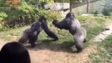 Brutal pelea entre dos gorilas en un zoológico