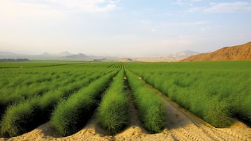 Advierten sobre los peligros de comer la planta de temporada que encuentra en España su paraíso