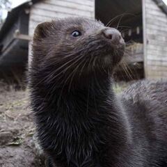 Holanda sacrifica a miles de visones tras detectar casos de coronavirus en 20 granjas