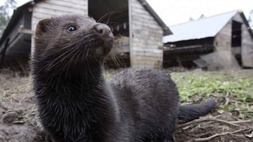 Holanda sacrifica a miles de visones tras detectar casos de coronavirus en 20 granjas