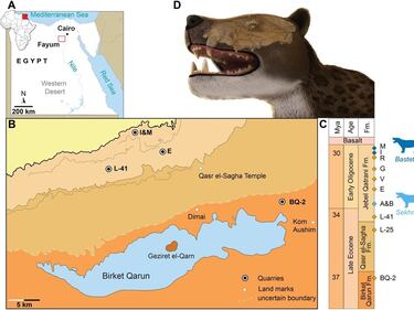 Desentierran en Egipto al Bastetodon syrtos, un feroz depredador de hace 30 millones de años que reinó antes de leones y tigres