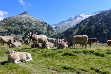 Está situado en el macizo de la Maladeta, dentro del Parque Natural Posets-Maladeta. Es la cima más alta de los Pirineos. En él encontramos el glaciar más grande de la cordillera pirenáica, en su cara norte. La subida está reservada a los montañeros más experimentados. Principalmente está compuesto por granito. 