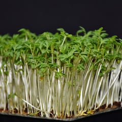 El alimento lleno de vitamina C, que lucha contra la diabetes y se compra por dos euros en Alcampo