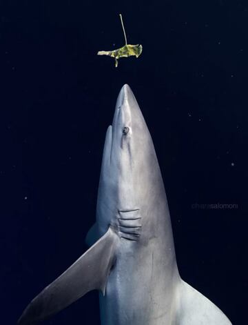 ¿Un tiburón vegetariano? No, solamente un tiburón echando un vistazo a algo que le llama la atención para tener claro qué es… 
