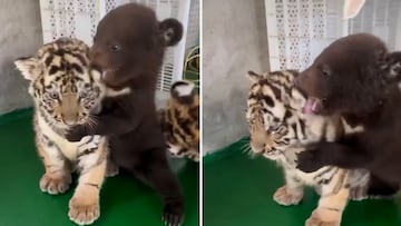 Un cachorro de oso vs un cachorro de tigre: el vídeo que ha ‘roto’ internet
