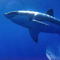 Un dron capta un ataque frontal de un gran tiburón blanco