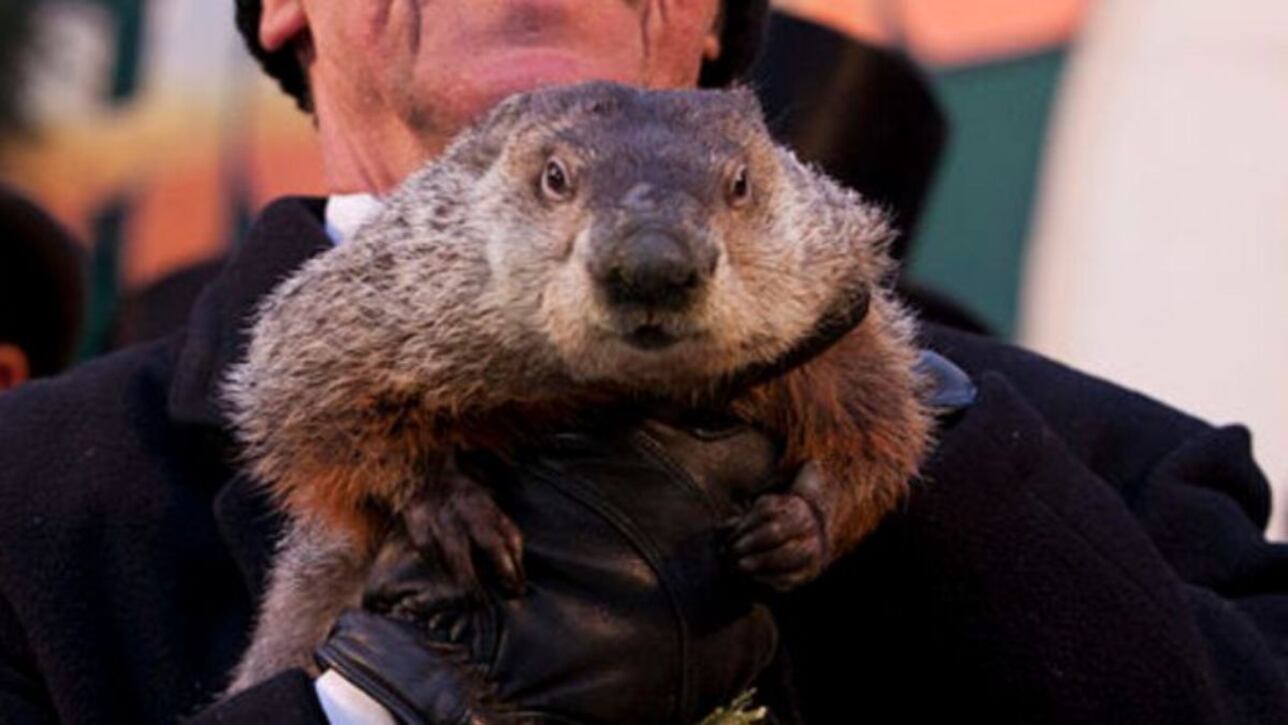 How often does Punxsutawney Phil get the prediction right on Groundhog